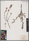 Foto von Salix aurita L.